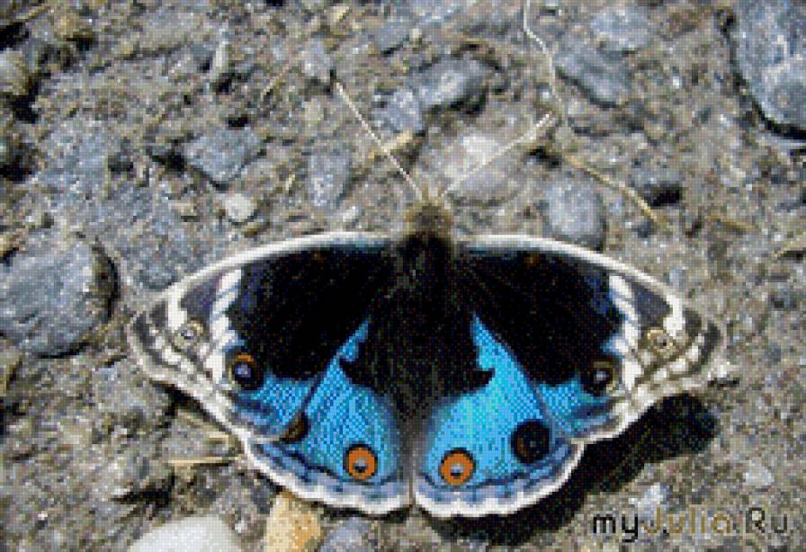 №738329 - предпросмотр