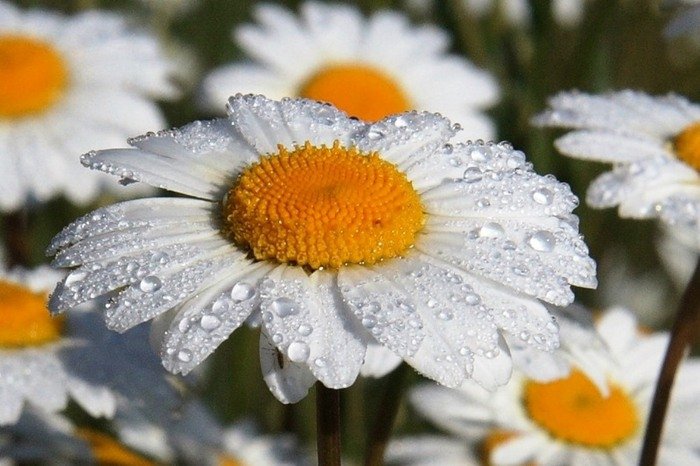 №738339 - оригинал