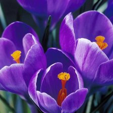 Схема вышивки «№738358»