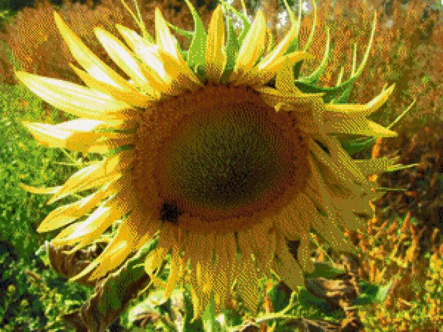 Подсолнух - предпросмотр
