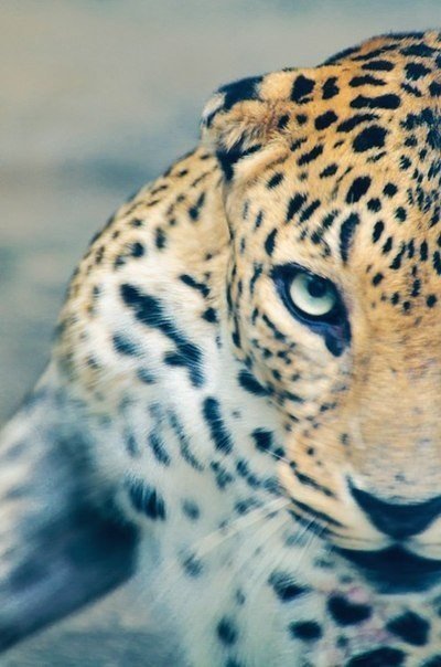 леопард - в лесу, животные, леопард - оригинал