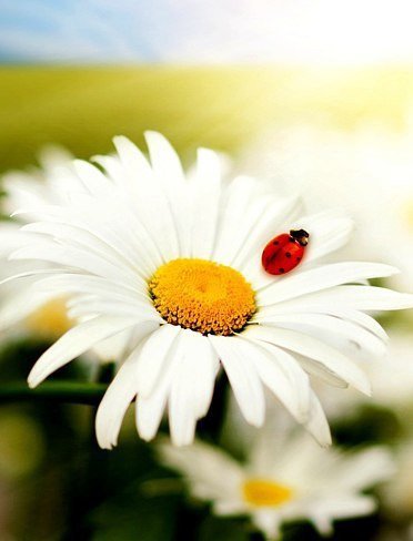 ромашка - божья коровка, насекомое, ромашка - оригинал