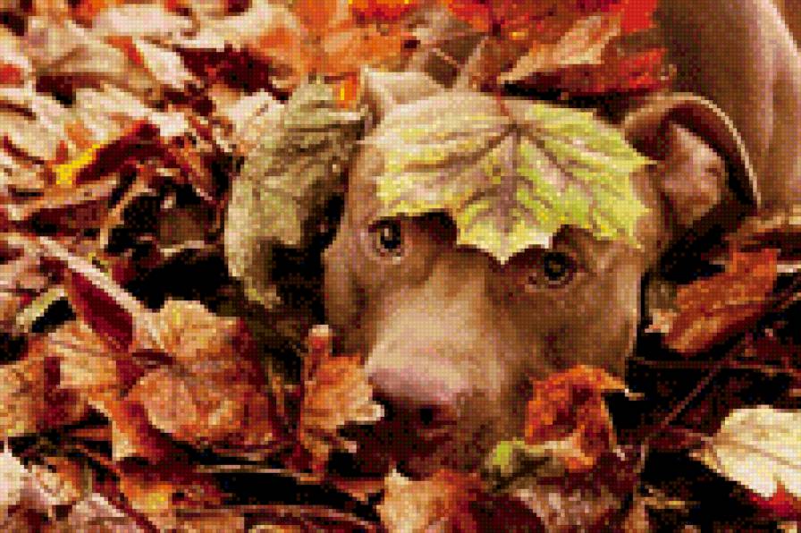 Собачка - листья, осень, собака - предпросмотр