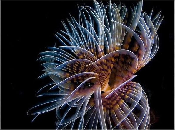 медуза 2 - подводный мир, медуза, кораллы, рыбки - оригинал