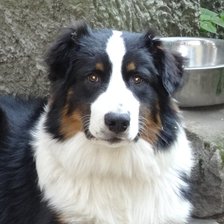 Схема вышивки «Австралийская Овчарка»