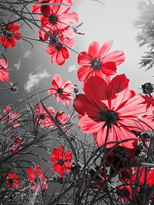 Цветы - цветы - оригинал