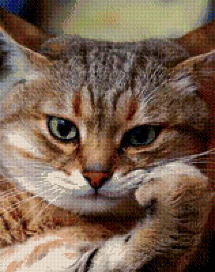 кот в раздумьях - предпросмотр