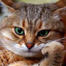 Схема вышивки «кот в раздумьях»