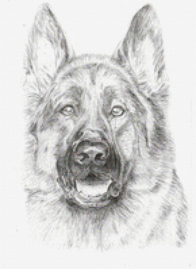 Немецкая овчарка - собака, живитные, немецкая овчарка - предпросмотр