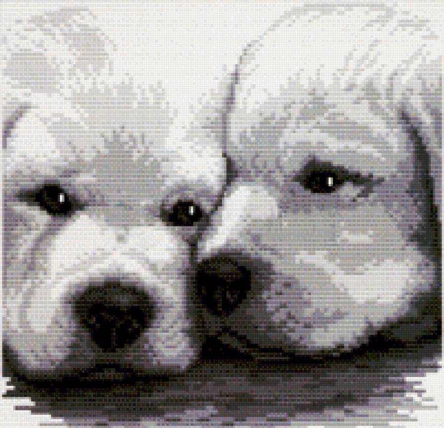 Щенки - монохром, живитные, собака, щенки - предпросмотр