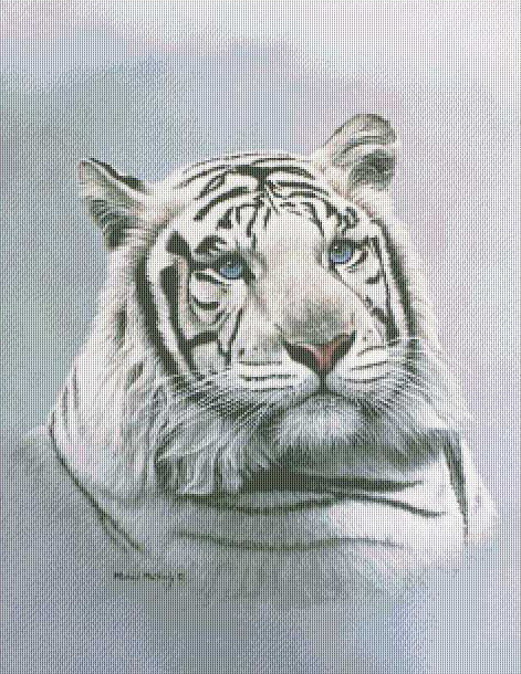 Белый тигр - тигры, животные - оригинал