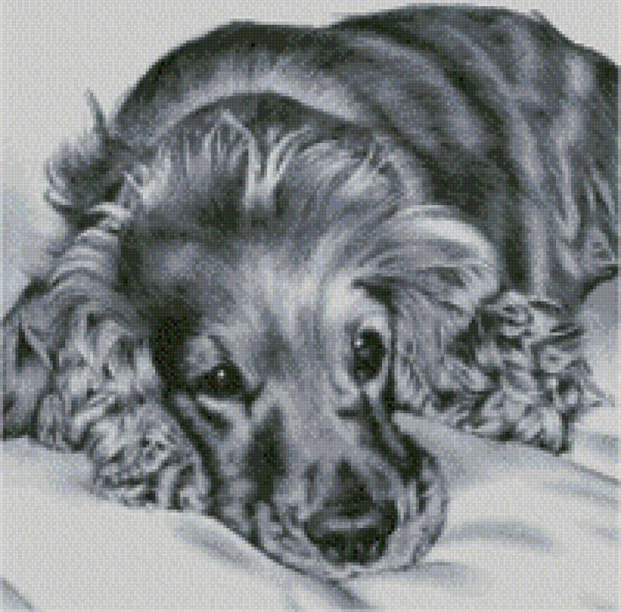 В ожидании - собака, живитные - предпросмотр