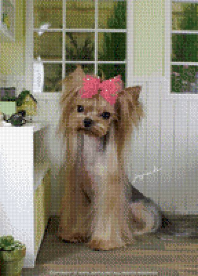 Йоркширский терьер - корейский стиль, йорк - предпросмотр