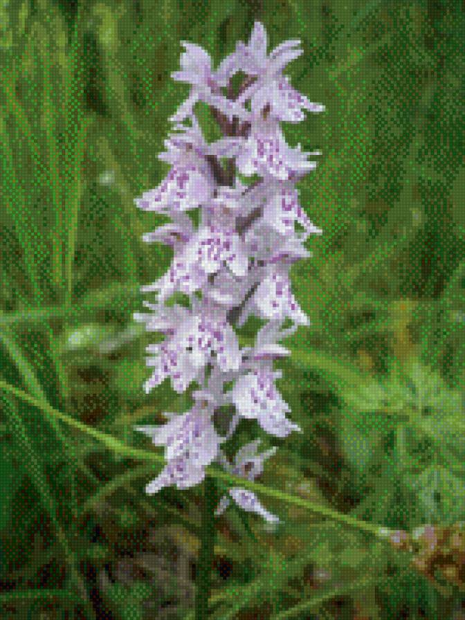 цветы Байкала - предпросмотр