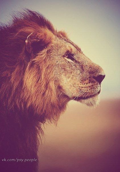 лев - оригинал