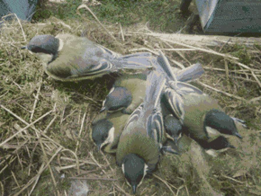 птицы - синички - предпросмотр