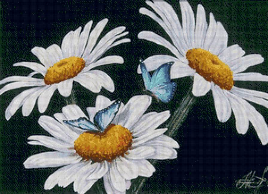 ромашки - цветы - предпросмотр