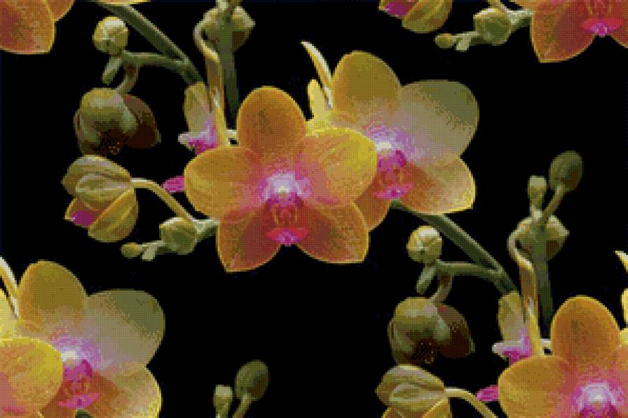 орхидеи - предпросмотр