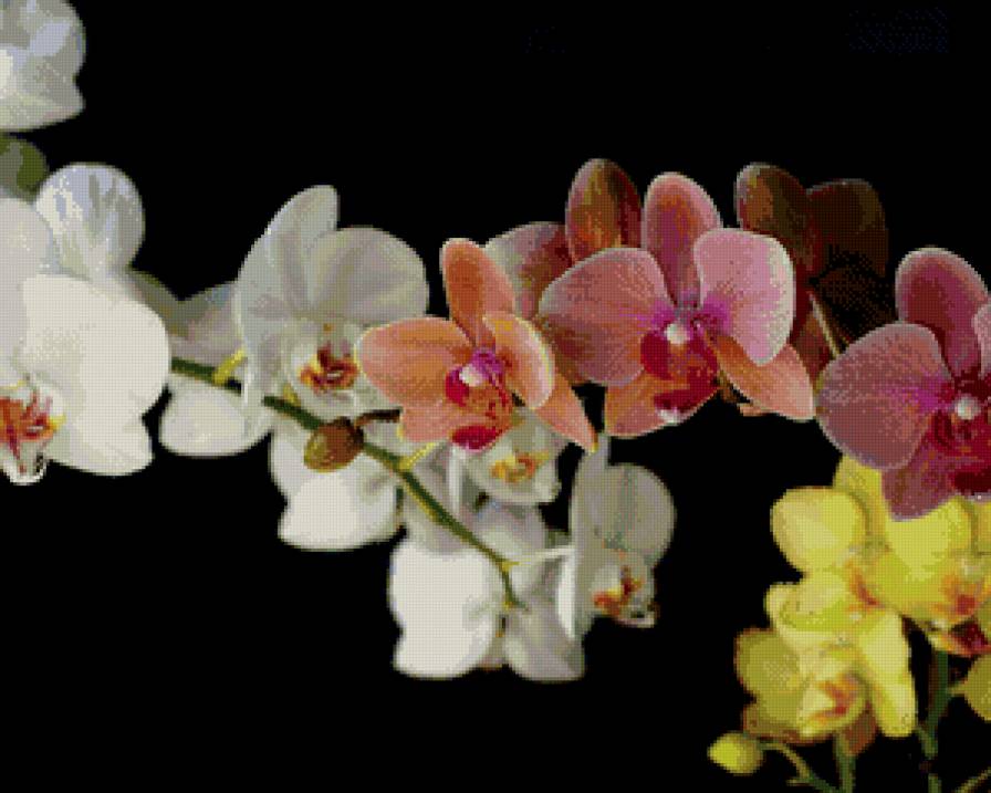 орхидеи - предпросмотр