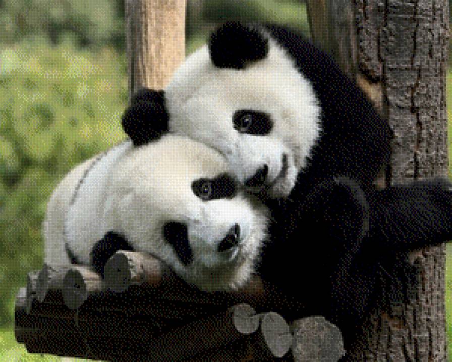 Панды - животные - предпросмотр