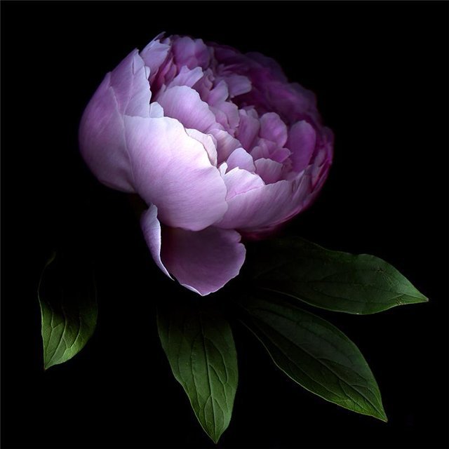 пион - пион madeira - оригинал