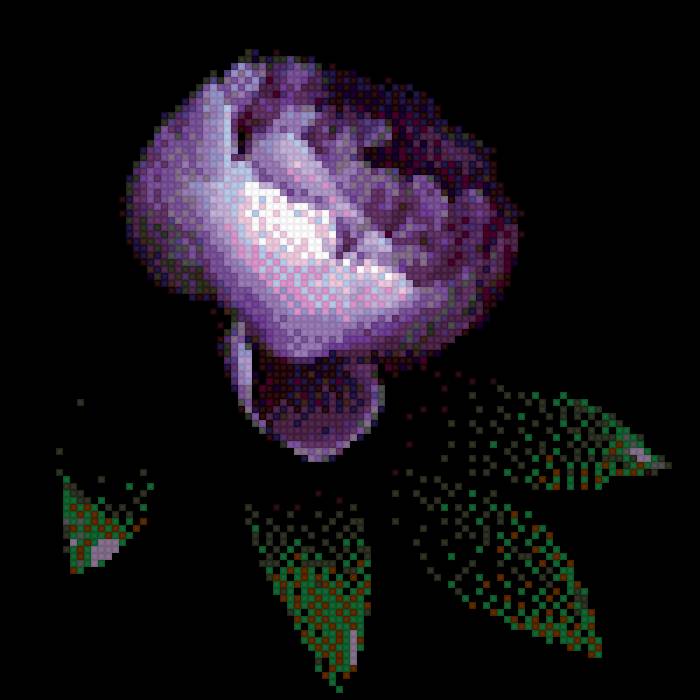 пион - пион madeira - предпросмотр