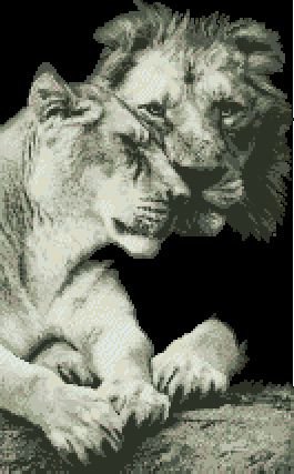 Львиная пара - львы, животные - оригинал