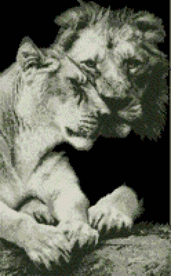 Львиная пара - львы, животные - предпросмотр