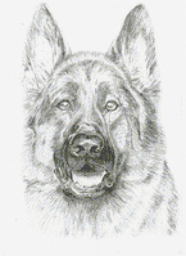 Немецкая овчарка - живитные, собака, немецкая овчарка - предпросмотр