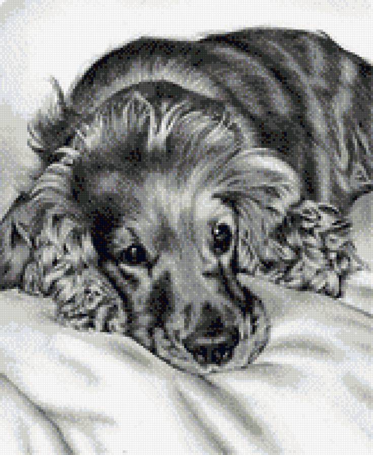 Собака - живитные, собака - предпросмотр