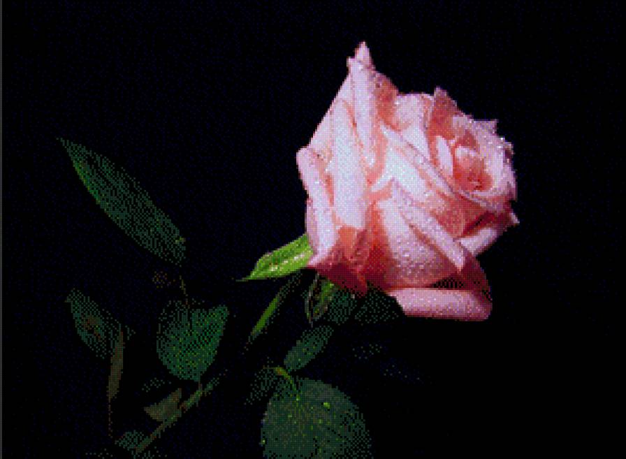 Роза - цветы - предпросмотр