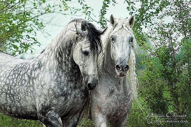 кони - кони - оригинал