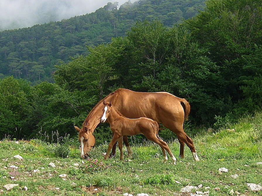 на пастбище - кони - оригинал