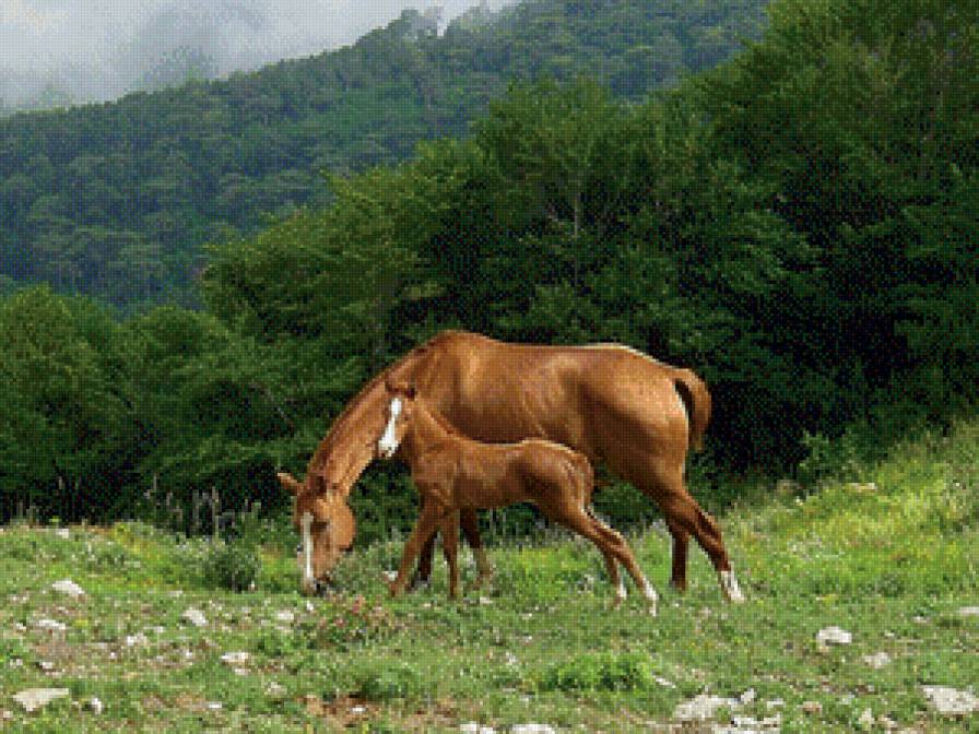 на пастбище - кони - предпросмотр