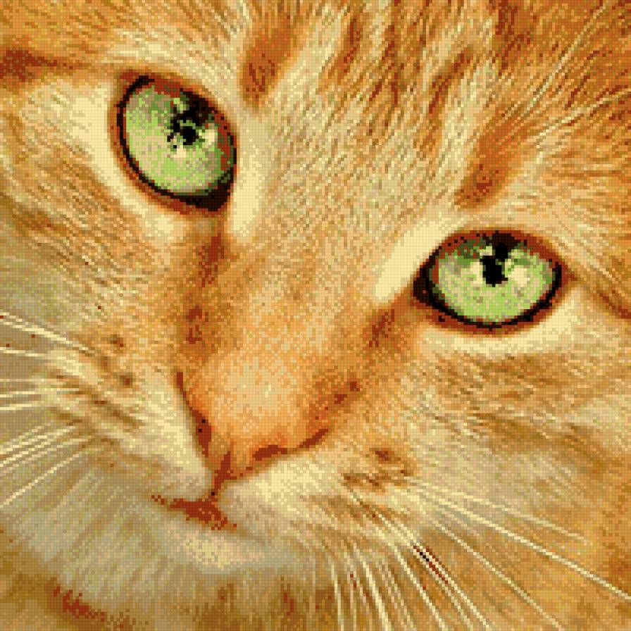 рыжая кошка - предпросмотр