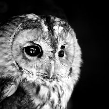 Схема вышивки «Сова»