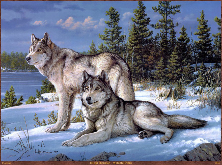 №740946 - волки, животные - оригинал