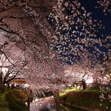 Схема вышивки «сакура»