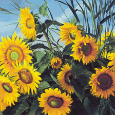 Схема вышивки «Подсолнухи»