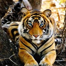 Схема вышивки «тигрик»