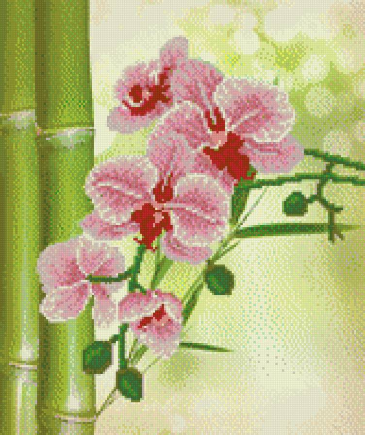 Орхидеи - цветы, орхидеи - предпросмотр