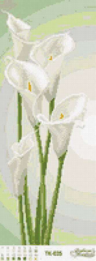 Каллы - каллы, цветы - предпросмотр