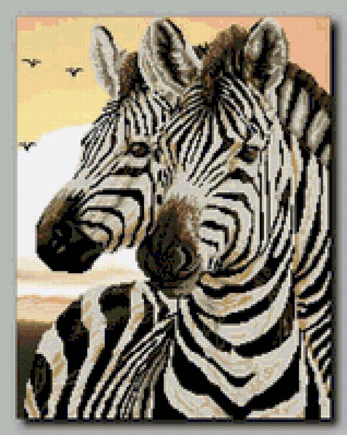 Зебра - лошади, животные, зебра - предпросмотр