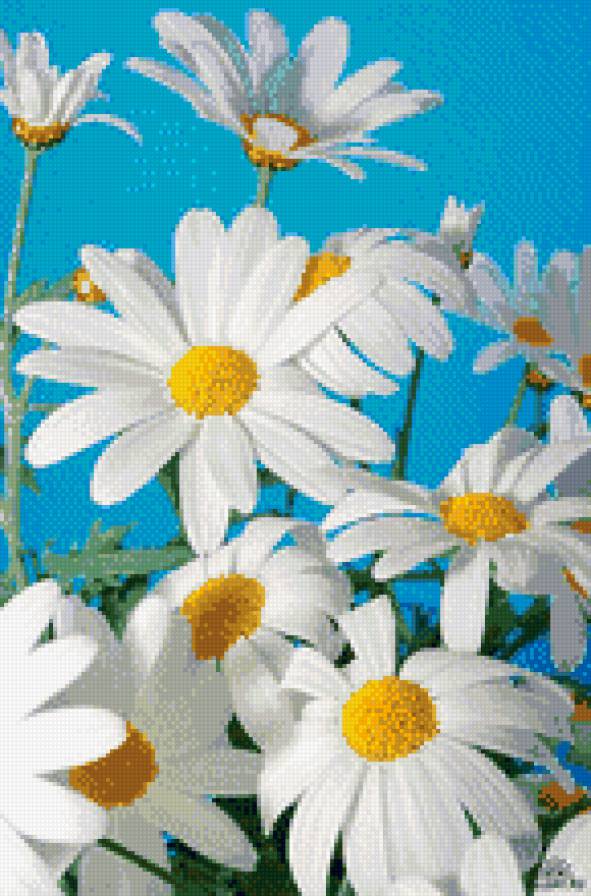 ромашки - предпросмотр
