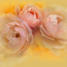 Схема вышивки «три розы»