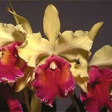Оригинал схемы вышивки «Желтые орхидеи» (№741830)