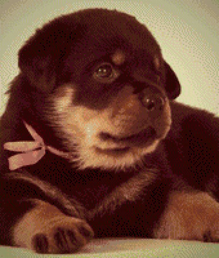 Щенок - собаки, животные, щенок - предпросмотр