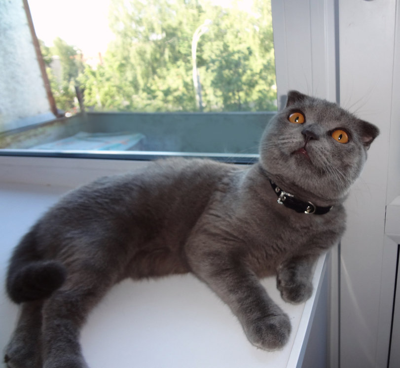 Мистер Котик - коты - оригинал