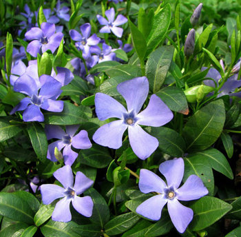 БАРВІНОК - квіти - оригинал