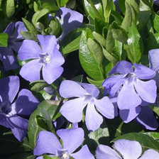 Схема вышивки «БАРВІНОК»